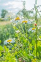 Ladybug on a white camomile on a blurred background. Place for an inscription. Wildlife in the meadow. Copy space. photo