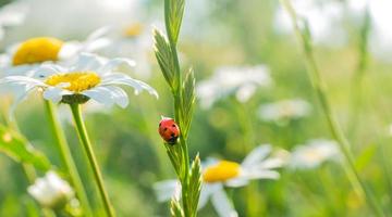 Ladybug on a white camomile on a blurred background. Place for an inscription. Wildlife in the meadow. Copy space. photo