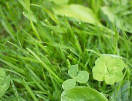 green clover leaves background with some parts in focus photo