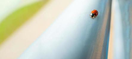 Macro red Ladybug nature blur background. photo