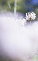 The flowers of clover blooming in a garden. photo