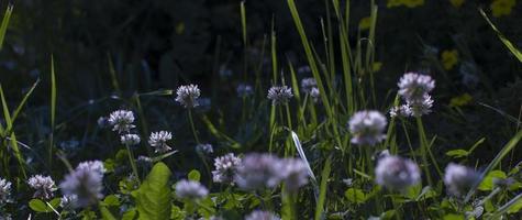 el flores de trébol floreciente en un jardín. foto