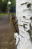 Macro shot of Longhorn beetle - Cerambycidae - on a tree branch photo