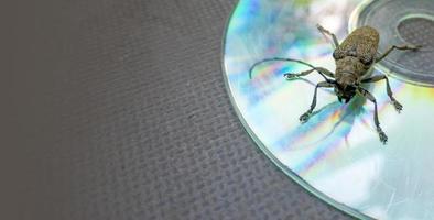 macro Disparo de Longhorn escarabajo - cerambycidae - sentado en un discos compactos foto