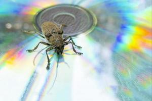 Macro shot of Longhorn beetle - Cerambycidae - sitting on a CD photo