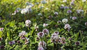 The flowers of clover blooming in a garden. photo