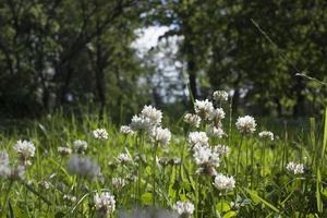 The flowers of clover blooming in a garden. photo