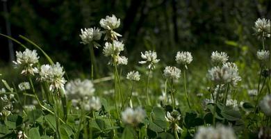 The flowers of clover blooming in a garden. photo