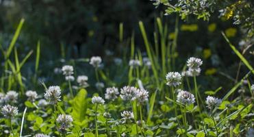 The flowers of clover blooming in a garden. photo