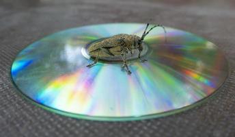 Macro shot of Longhorn beetle - Cerambycidae - sitting on a CD photo