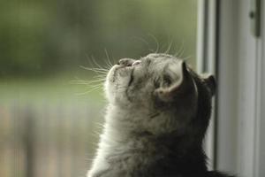 cabeza de un linda gris gatito de cerca en perfil en contra el antecedentes de un ventana mirando arriba foto