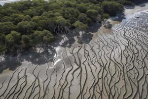 Aerial view of natural patterns in the sand at low tide near mangrove tree forest. photo