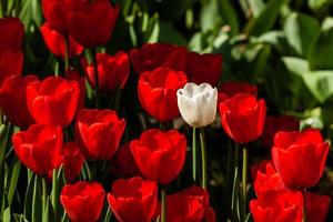 Spring field of colorful tulips photo