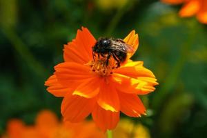 Orange, yellow field flower with a bee photo