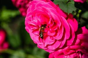 Flowering summer rose in bud photo