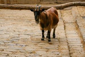 Goat is brown with horns photo