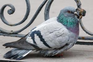 portrait of a beautiful dove photo