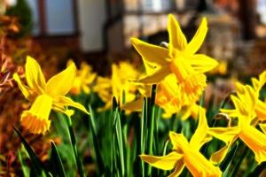 flowering yellow daffodil in front of a dwelling house in neon style photo