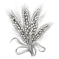 Hand drawn illustration of wheat. Isolated on white background. Created with . photo