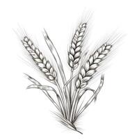 Hand drawn illustration of wheat. Isolated on white background. Created with . photo