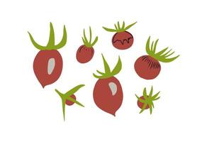 Hand drawn cherry tomatoes of different shapes on vine. Vector food illustration set. Food from kitchen garden. Grow your food.