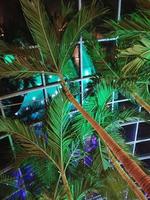 A palm tree is lit up at night with the lights on photo