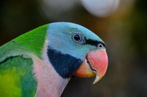 Close-up of a parrot head photo