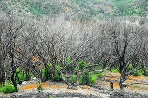 bosque en las montañas foto