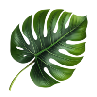 Green tropical leaf monstera png