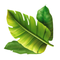 Green tropical leaf banana png