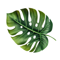 grön tropisk blad monstera png