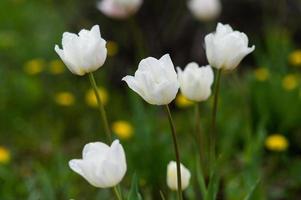 blanco tulipanes con Rocío gotas en el pétalos foto