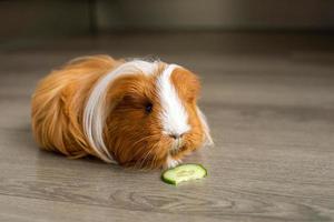 A long-haired guinea pig sits on the floor and nibbles a cucumber photo