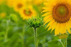 A large blooming yellow sunflower in a field next to a closed bud photo