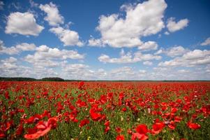 Field with red poppy flowers against a blue sky photo