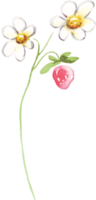 acuarela fresa. acuarela clipart png