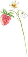 waterverf aardbei. waterverf clip art png