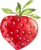 Watercolor strawberry. Watercolor clipart png