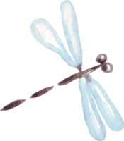 Watercolor dragonfly. Hand-painted clipart png