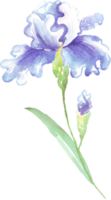 Watercolor iris flower. Hand-painted illustration png