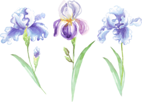 Watercolor irises flower. Hand-painted illustration png