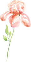 vattenfärg iris blomma. handmålad illustration png