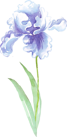 acquerello iris fiore. dipinto a mano illustrazione png