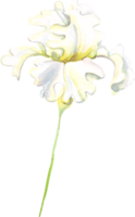 acuarela iris flor. pintado a mano ilustración png