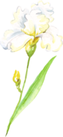 Watercolor iris flower. Hand-painted illustration png