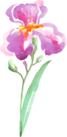 Watercolor iris flower. Hand-painted illustration png