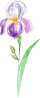 Watercolor iris flower. Hand-painted illustration png