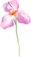 Watercolor iris flower. Hand-painted illustration png