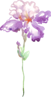 Watercolor iris flower. Hand-painted illustration png