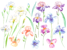 Watercolor irises flower. Hand-painted illustration png